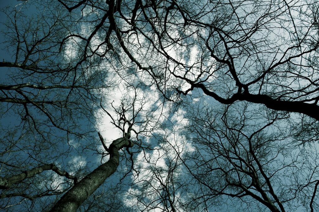 tree, trees, from underneath